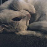 Profile Picture of Michelle Maynard (@kashmerekitty1) on Instagram