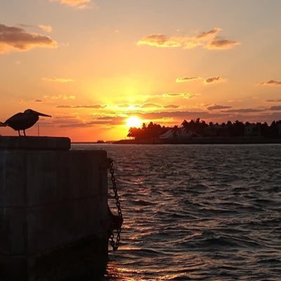 Profile Picture of John Jacob Jingleheimerschmidt (@GoldyFan1Nine) on Twitter