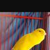Profile Picture of Richard Canary Ajh (@richard.canaryajh) on Facebook