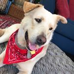 Profile Picture of Theodore Siefert (@ted_loves_bacon) on Instagram