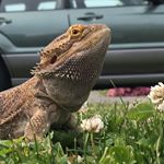 Profile Picture of Harry (@harry.the.bearded.dragon) on Instagram