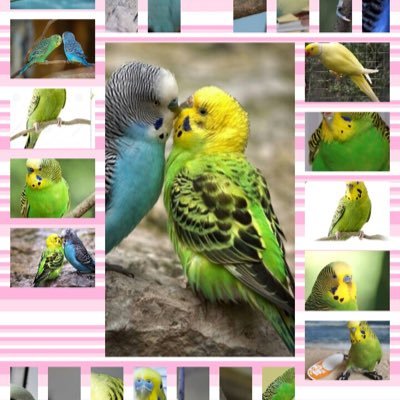 Profile Picture of Amelia Stout (@AmeliaStout16) on Twitter