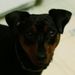 Profile Picture of Susan Bonnet (@bonnet0978) on Pinterest