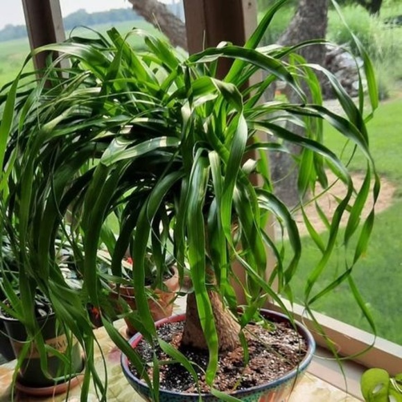 Profile Picture of Georgean Griffith (@grandmagg1) on Poshmark