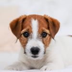 Profile Picture of Leonie 🐶 (@leo.wuff) on Instagram