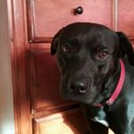 Profile Picture of Tyler Talley (@rollyrolegaming) on Instagram