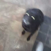 Profile Picture of Adrian Dooley (@vil23) on Youtube