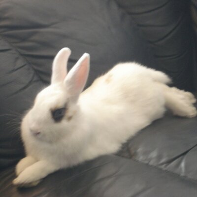 Profile Picture of Amber Tobin (@AmberAmbery) on Twitter