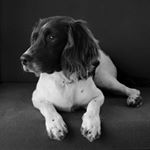 Profile Picture of 🐾 Springer Mickey 💙 (@anjawilk70) on Instagram