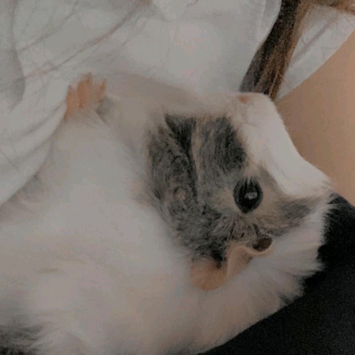 Profile Picture of Hannaharch0 Miche (@cuenta_de_hannaharch0) on Tiktok