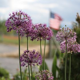 Profile Picture of Bobbi Nessen (@bknessen) on Pinterest