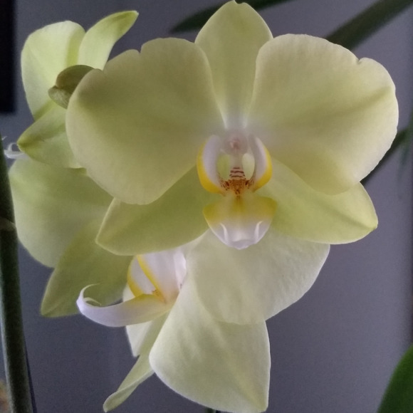 Profile Picture of Ambre Linsinbigler (@ambrelee) on Poshmark