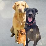 Profile Picture of Bruce, Zoey, & Chicken (@matneysmutts) on Instagram