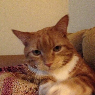 Profile Picture of CatnipRed (@ron_mabe) on Twitter