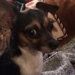 Profile Picture of Andrew Thach (@_pleadinsanity_) on Instagram