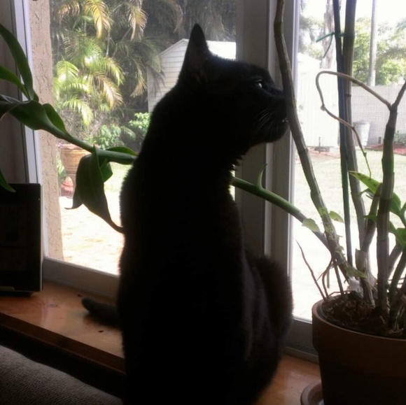 Profile Picture of Laura Michelis (@miisaura) on Poshmark