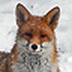 Profile Picture of Melanie Stanton (@Mini Mel) on Flickr