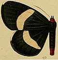 Profile Picture of Massaga tenuifasciaon Wikipedia