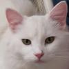Profile Picture of Isabelle Corns (@@isabelle.corns) on Tiktok