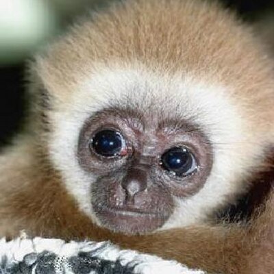 Profile Picture of Jonathan Krone (@kofi_fan1477) on Twitter