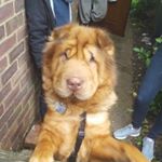 Profile Picture of Bear Coat Shar-pei (@andrew_sharpei) on Instagram