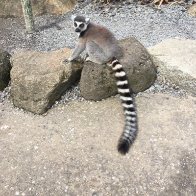 Profile Picture of Diana Korndorffer (@DianaKorndorff1) on Twitter