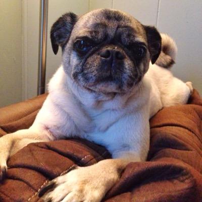 Profile Picture of Jim Morris (@CarnyPug) on Twitter