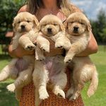Profile Picture of Ro Bert (@golden_retrievers_for_adoptiom) on Instagram