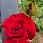 Profile Picture of Jonah Cannon (@canjo43) on Instagram