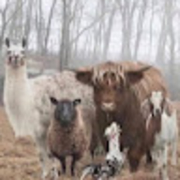 Profile Picture of Christine Karpinsky (@ckarpinsky14) on Poshmark