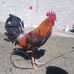 Profile Picture of Cesar Lujan (@cesar.lujan.33865854) on Facebook