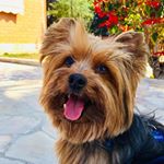 Profile Picture of Henry Sauro (@henry.sauro) on Instagram