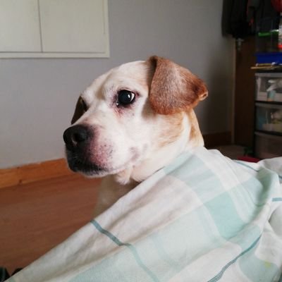 Profile Picture of Lisa (@dunne_ie) on Twitter