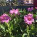 Profile Picture of Debbie Tibbs (@debbie.tibbs.923) on Facebook