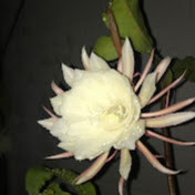 Profile Picture of Jacqueline M (@jacquelinem2944) on Youtube