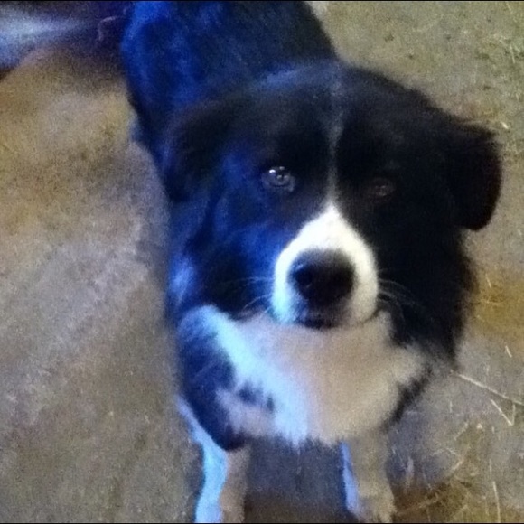 Profile Picture of Arielle Gossman (@agossman1) on Poshmark