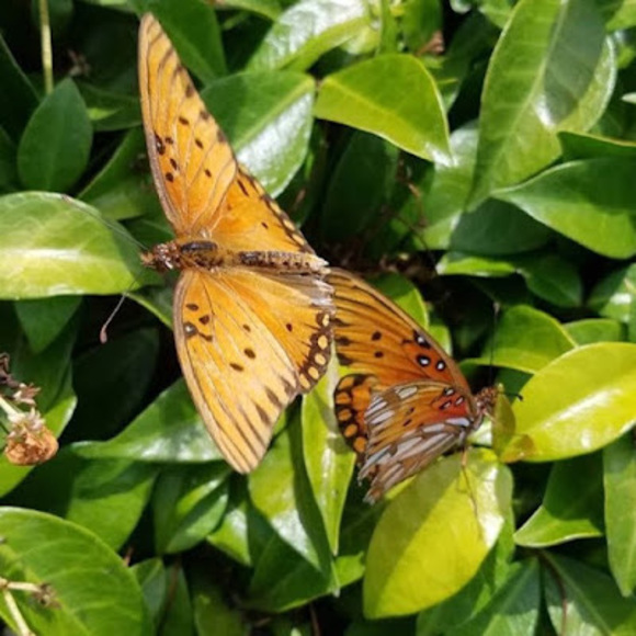 Profile Picture of Ruby sue Shields (@rsshield) on Poshmark