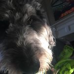 Profile Picture of Walter,Edith,Ethel Schaaf (@walteredithethel_schaaf) on Instagram
