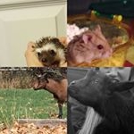 Profile Picture of Hailey, Peter, Bella, & Jeydon (@bphj_pets) on Instagram