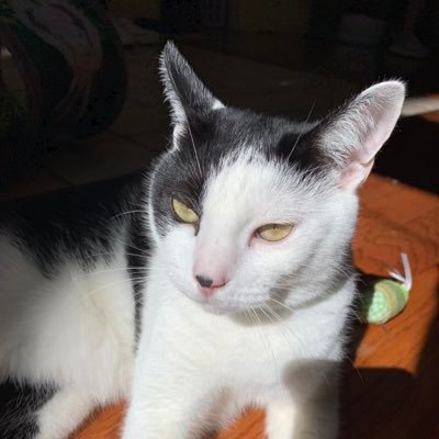 Profile Picture of Sir Issac Newton (good Boy) (@SirIsaacKitty) on Twitter