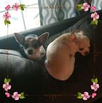Profile Picture of Laurie AlfThrun LA (@Laurie-Alf-Thrun-LA) on Facebook