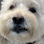 Profile Picture of Lisa Ruderman (@lisa.ruderman) on Instagram