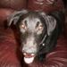 Profile Picture of Dawn Zachary (@dawnzac) on Pinterest