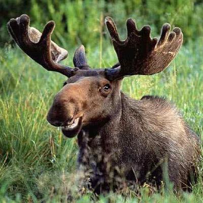 Profile Picture of Chris Moose Randell (@chrissyrascal) on Twitter