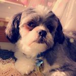 Profile Picture of Gunner Shannon (@itsgunnershannon) on Instagram