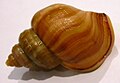 Profile Picture of Pelicariaon Wikipedia