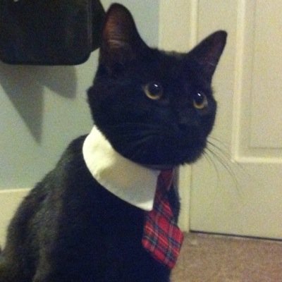 Profile Picture of Cat Sajak (@KimJongAaron) on Twitter