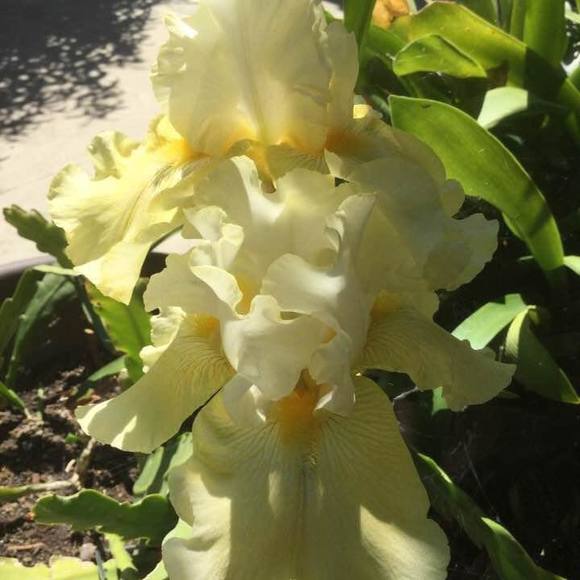 Profile Picture of Thu Minh (@thu_minh) on Poshmark