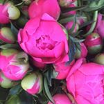 Caitlyn Warmerdam - Instagram Profile Picture of Caitlyn Warmerdam (@warmerdamflowers) on Instagram