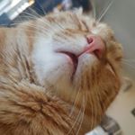 Profile Picture of Leroy A Manning (@leroygingerman) on Instagram